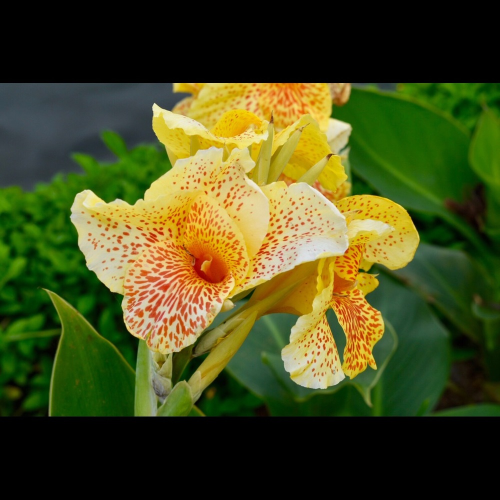 Meet your Posher, Nikia